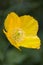 Meconopsis cambrica (Welsh Poppy)