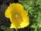 Meconopsis cambrica or the Welsh poppy, Botanical Garden of the University of Zurich or Botanischer Garten Zuerich