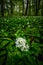 Mecsek, Hungary - White wild garlic flowers Allium ursinum or Ramsons blooming in the wild forest of Mecsek