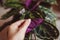 Medallion Calathea plant leaf. Red and green leaves house plant close up