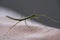 Medauroidea extradentata, commonly known as the Vietnamese or Annam walking stick, is a species of the family Phasmatidae. walking