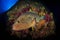 Medes Islands grouper