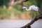 Median egret calling