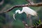 Median egret with a catch