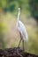 Median egret facing camera