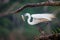 Median egret with fish