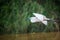 Median egret in flight