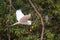 Median egret in flight with stick