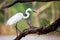 Median egret perching