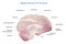 Median Section Of The Brain, Anatomy Of The Human Brain