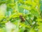 Median Wasp, Dolichovespula media, forages on green leaves with flowers