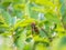 Median Wasp, Dolichovespula media, forages on green leaves with flowers