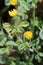 Medicago minima - wild flower