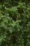Medicago orbicularis  plant close up
