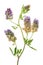 Medicago Sativa