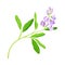 Medicago Sativa or Alfalfa Plant Having Elongated Leaves and Clusters of Small Purple Flowers Vector Illustration