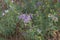 Medicago sativa in bloom