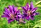 Medicago sativa on a meadow