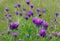 Medicago sativa on a meadow