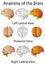 Medical Anatomy of the Brain