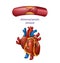 Medical Banner Close up Heart and Clogged Vessels