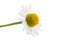 Medical camomile isolated