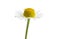 Medical camomile isolated