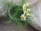 Medical chamomile flower bouquet with a napkin on a wooden background, top view, copy space. Useful herb matricaria chamomilla