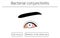 Medical Clipart, Line Drawing Illustration of Eye Disease and Bacterial conjunctivitis