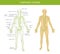 Medical description of the lymphatic system