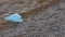 Medical disposable blue protective mask on the seashore, waste of the Covid-19