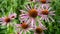 Medical (Echinacea purpurea) flowers in summer garden