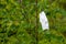 Medical face mask hanging on a branch of a green  tree. environmental pollution, emission of used masks during quarantine covid-19