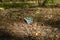 A medical face mask lies discarded in the forest on the ground. Pollution of the environment with masks during a