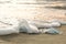 Medical face masks discarded on sea foam on sunset time,covid19 pandemic disease pollution