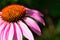 Medical flower called echinacea or purple coneflower on green bokeh background. Garden sunlit flower, alternative medicine