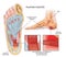 Medical foot illustration
