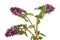 Medical forest wild Thyme flower herb Oregano is prepared for