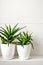 Medical herb aloe vera in pots on bathroom shelf