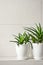 Medical herb aloe vera in pots on bathroom shelf