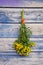 Medical herb Common Tansy (Tanacetum vulgare) flower bunch