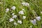 Medical herb Common Yarrow (Achillea Millefolium)