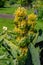 Medical herb great yellow gentian (Gentiana lutea).
