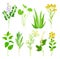 Medical Herbs with Flowering Tansy Plant and Succulent Aloe Vera Vector Set