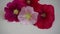 Medical hibiscus flower varieties, Malvaceae, white, pink and red hibiscus flower