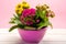 Medical houseplant kalanchoe with colorful flowers close up on t