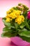 Medical houseplant kalanchoe with colorful flowers close up on t