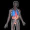 Medical illustration 3D transparent human body with visible internal organs