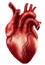 Medical illustration of Heart Artery