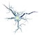 Medical illustration, nerve cells isolated